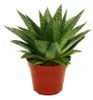 Sukkulente - Gasteria D Tiga - Gasterie - 8,5cm Topf Produktbild-Vorschau 1