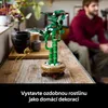 Dracena sandera Podgląd zdjęcia produktu 52