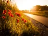 CALVENDO Puzzle Mohnblumen am Radweg zwischen Heßdorf und Produktbild-Vorschau 3