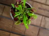 Gardners Dionaea, průměr 9 cm Náhled obrázku produktu 2