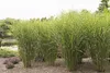 Stauden Gänge 5 x Miscanthus sinensis 'Strictus' im 1 Liter Produktbild-Vorschau 4