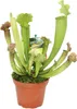 Trubkovitá rostlina - Sarracenia - Odrůda překvapení - 9cm Náhled obrázku produktu 1