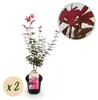 Acer palmatum "Skeeters Broom" - acero giapponese a foglia Anteprima dell’immagine prodotto 2