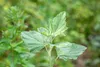 Althaea officinalis, Eibisch, ca. 9x9 cm Topf, heilkräftig Produktbild-Vorschau 6