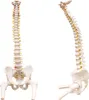 Anatomie Modell Skelett Wirbelsäule mit Becken ​Lebensgroß Produktbild-Vorschau 2