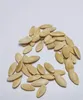 40x Sachikaze Riesen Gurken Gemüse Pflanzen - Samen #41 Produktbild-Vorschau 2