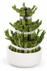 Lucky Bamboo - modernes Arrangement in runder Schale - 3 Produktbild-Vorschau 1