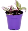 Mini-roslina - trójkwiat - Tradescantia "Nanouk" - latwa w Podgląd zdjęcia produktu 2