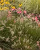 Stauden Gänge 1 x Pennisetum alopecuroides 'Little Bunny' Produktbild-Vorschau 6