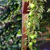Malus domestica Ballerina 'Bolero' Apfelbaum, Säulenapfel, Produktbild-Vorschau 2