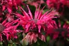 SAFLAX Garden to go - Goldmelisse - Monarda didyma - 20 Produktbild-Vorschau 8