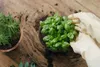 Biovita Erde, -Substrat Für Kräuter, Natural 10L Produktbild-Vorschau 5