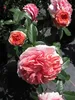 Nostalgie - Edelrose - Rosa Chippendale® - dunkelorange - Produktbild-Vorschau 4