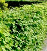 Hainbuche 40-50 cm, Cont. 2 l Produktbild-Vorschau 3