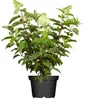 Hydrangea paniculata 'Limelight', Rispenhortensie, Produktbild-Vorschau 1