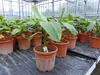 Bananenstaude Banane Musa Velutina 80 cm, rosa Zwergbanane, Produktbild-Vorschau 7