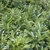 2 x  Kirschlorbeer  - Prunus laurocerasus 'Mount Vernon'  | Produktbild-Vorschau 2