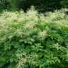 6 x Hoher Wald Geißbart - Aruncus dioicus  | Topf 9cm x 9cm Produktbild-Vorschau 2