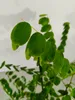 A close-up shot of green leaves on a plant stem against a white and gray background. Produktbild-Vorschau