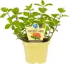 Menthe pamplemousse- Mentha suaveolens x piperita - Plante Voir les images du produit 1