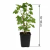 Ribes nero Ben Nevis 50-60 cm – Ribes nigrum, bacche Anteprima dell’immagine prodotto 2