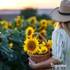Sonnenblumen-Saatgutpaket - 10 Arten Produktbild-Vorschau 4