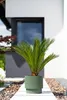 A potted plant is placed on a walkway in front of a modern building. Anteprima dell’immagine prodotto