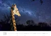 Exklusivkalender Namibia 2027, 70 x 50 cm, limitierte Produktbild-Vorschau 13