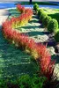 A garden bed with red ornamental grass and green bushes lining a sidewalk. Produktbild-Vorschau
