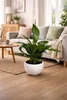 Spathiphyllum Chico 70 cm w ceramicznej doniczce – lilia Podgląd zdjęcia produktu 1