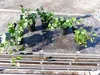 25 Stück Efeu Hedera helix 20 - 35 cm Heckenpflanze Produktbild-Vorschau 9
