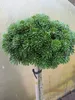 Abies koreana Wellenseind - Koreatanne - Hochstamm - 50 Produktbild-Vorschau 1