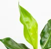 Bloomique - Zestaw 3 szt. - Strelitzia Reginae - Roślina Podgląd zdjęcia produktu 3
