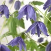Close-up of several blue clematis flowers with green leaves in the background. Podgląd zdjęcia produktu