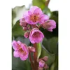 Bergenia 'Abendkristall' - Garten-Bergenie cordifolia im Produktbild-Vorschau 2
