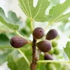 Figovník Ficus carica Little Miss Figgy - výška 19cm, výška Náhľad obrázku produktu 4