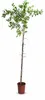 Ziziphus jujuba Größe L 180–200 cm Chinesische Dattel Produktbild-Vorschau 4