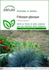 SAFLAX  - Fétuque glauque - 50 graines - Festuca Voir les images du produit 1