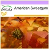 SAFLAX - American Sweetgum - 100 Nasiona - Liquidamber Podgląd zdjęcia produktu 10
