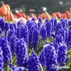 100 cibuliek Muscari Armeniacum (XXL veľkosť cibule 9/10 Náhľad obrázku produktu 4