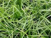 Stauden Gänge 1 x Carex morrowii 'Irish Green' im 1 Liter Produktbild-Vorschau 6