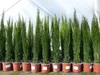 1 x Mittelmeerzypresse Cupressus Sempervirens Totem 100 - Produktbild-Vorschau 1