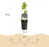 GreenboutiQ - Passionsblume - Passiflora Rainbow - Blume Produktbild-Vorschau 3