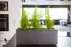 A planter with three green plants sits on a kitchen counter in front of a window. Anteprima dell’immagine prodotto