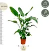 Strelitzia arborea Strelitzia Nicolai, pianta da Anteprima dell’immagine prodotto 2