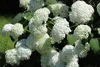 Hydrangea arborescens 'Annabelle', ortensia, 3 litri Topf Anteprima dell’immagine prodotto 3