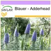 SAFLAX - Blauer - Adderhead - 100 Nasiona - Echium fastuosa Podgląd zdjęcia produktu 9