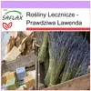 SAFLAX - Prawdziwa Lawenda - 150 Nasiona - Lavandula Podgląd zdjęcia produktu 5