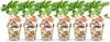 GreenboutiQ - Obstpflanzen - Erdbeere - Fragaria Maxim - Produktbild-Vorschau 1