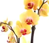Dehner Schmetterlingsorchidee, zweitriebig, gelbe Blüten, Produktbild-Vorschau 6